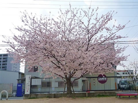 桜満開-vol.1