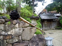kiku02 kiku02