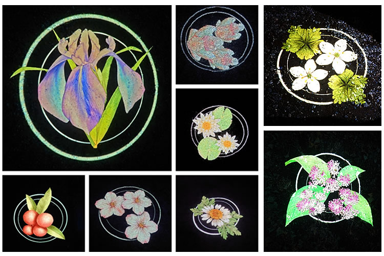 地面に投影された植物の画像