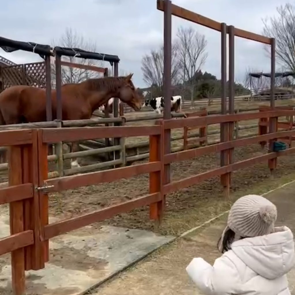 うだ・アニマルパークの動物達