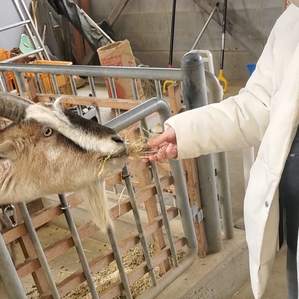 うだ・アニマルパークでのエサやり