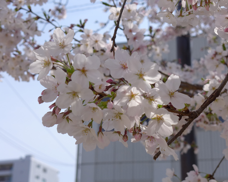 最後のさくら公園