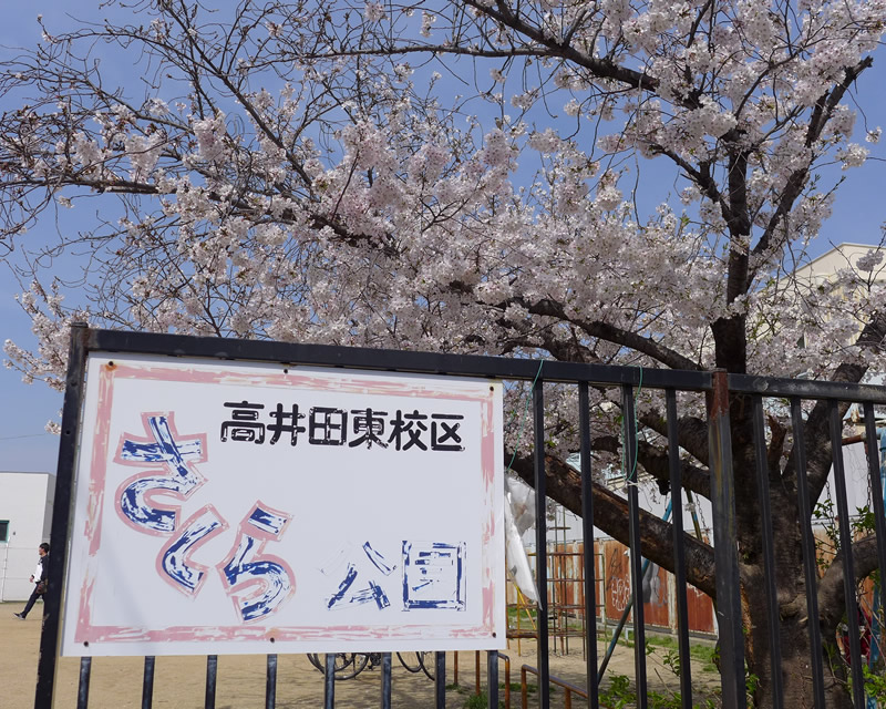 さくらの公園の満開の桜