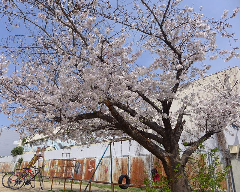 さくらの公園の満開の桜