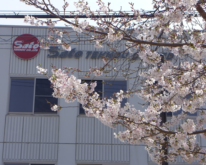 さくらの公園の満開の桜