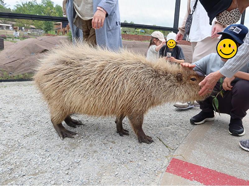 カピバラ　エサやり ふれあい体験