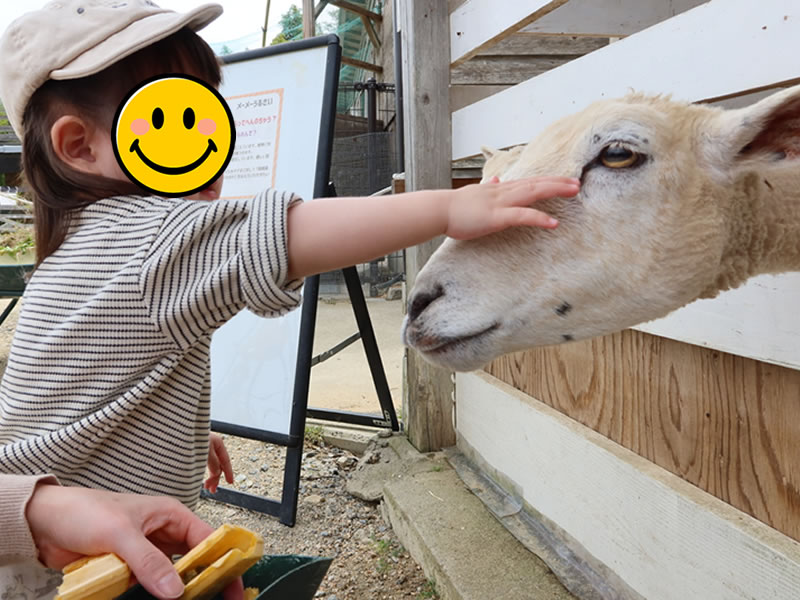羊　ふれあい