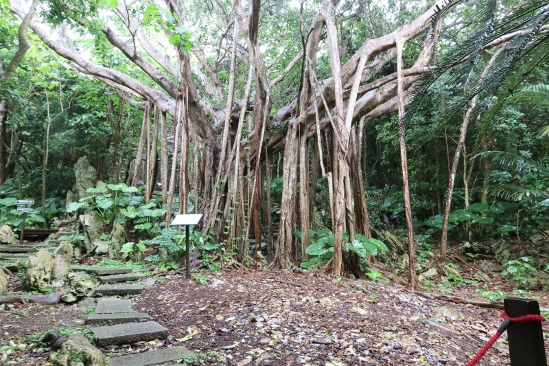 御願ガジュマル