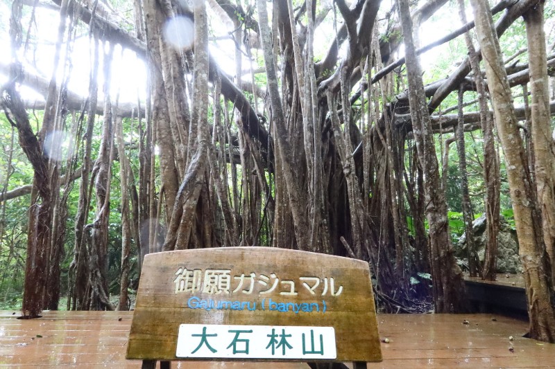 御願ガジュマル　