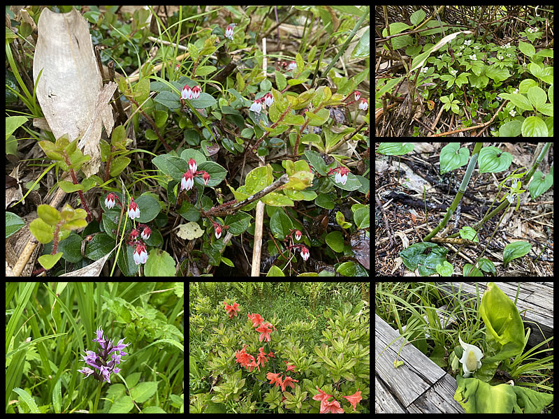 尾瀬に咲く花の画像