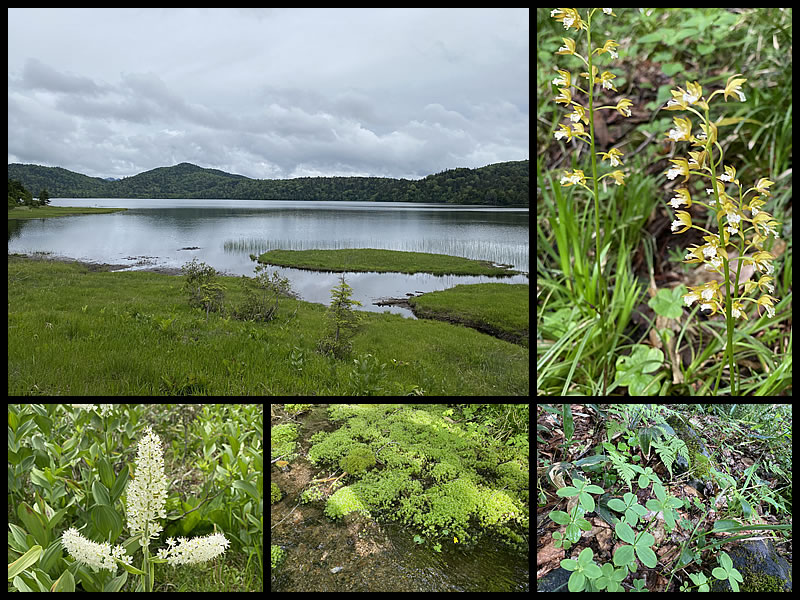 尾瀬に咲く花の画像