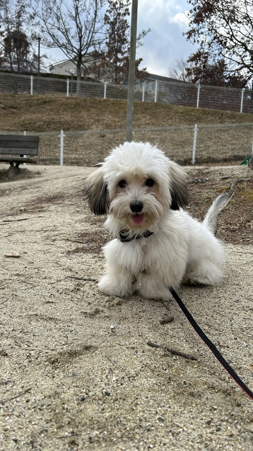 生駒山麓公園で遊ぶ犬