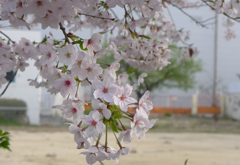 さくら公園