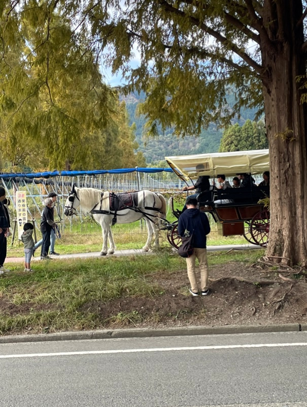 メタセコイア並木
新・日本街路樹百景
マキノピックランド
馬さんぽ