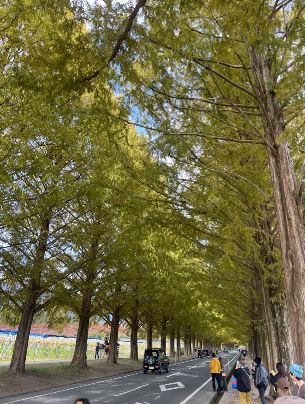 メタセコイア並木
新・日本街路樹百景
マキノピックランド