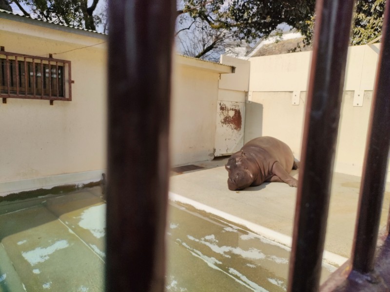 姫路市立動物園 カバ