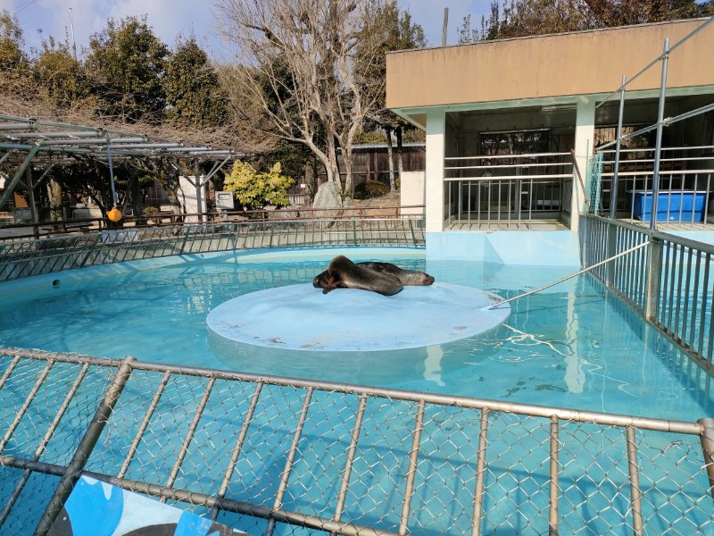 姫路市立動物園 アザラシ