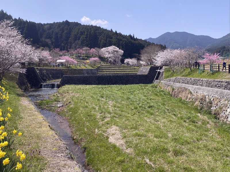 奈良 又兵衛桜 桃の花 シダレザクラ