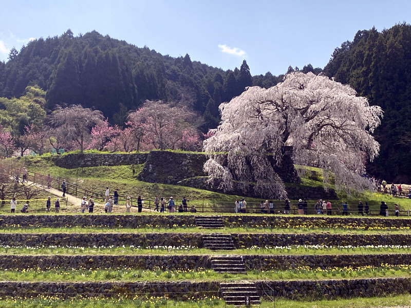奈良 大宇陀 又兵衛桜