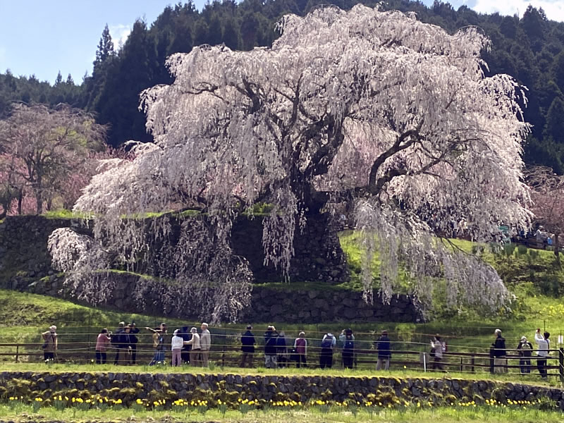奈良 又兵衛桜 枝垂桜