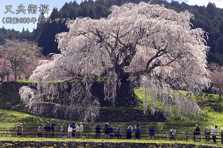 奈良にある樹齢300年『又兵衛桜』を見に行ってきた！！