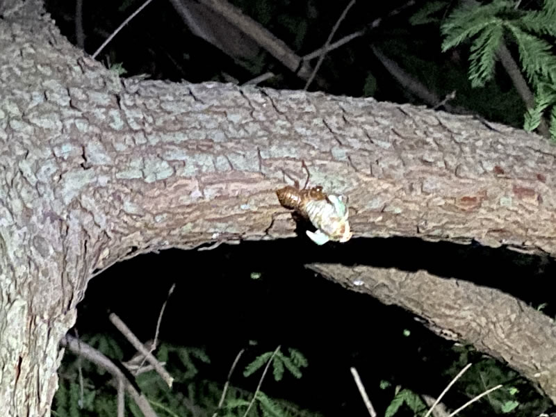 セミの羽化途中の画像