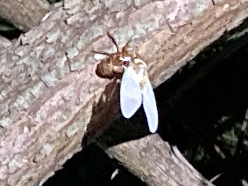 セミの羽化途中の画像