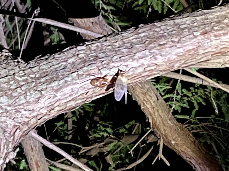 セミの羽化途中の画像