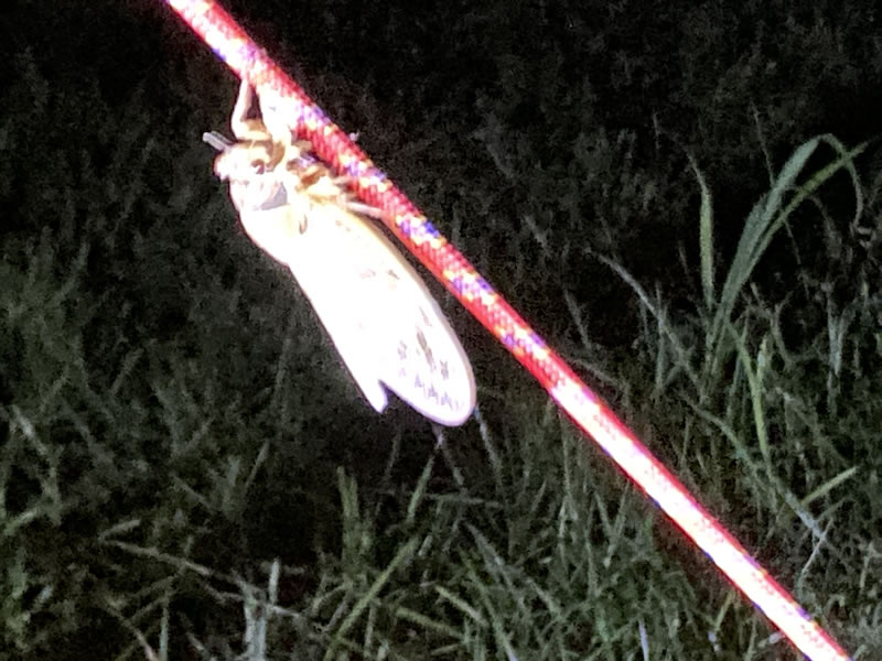 セミの羽化したての画像