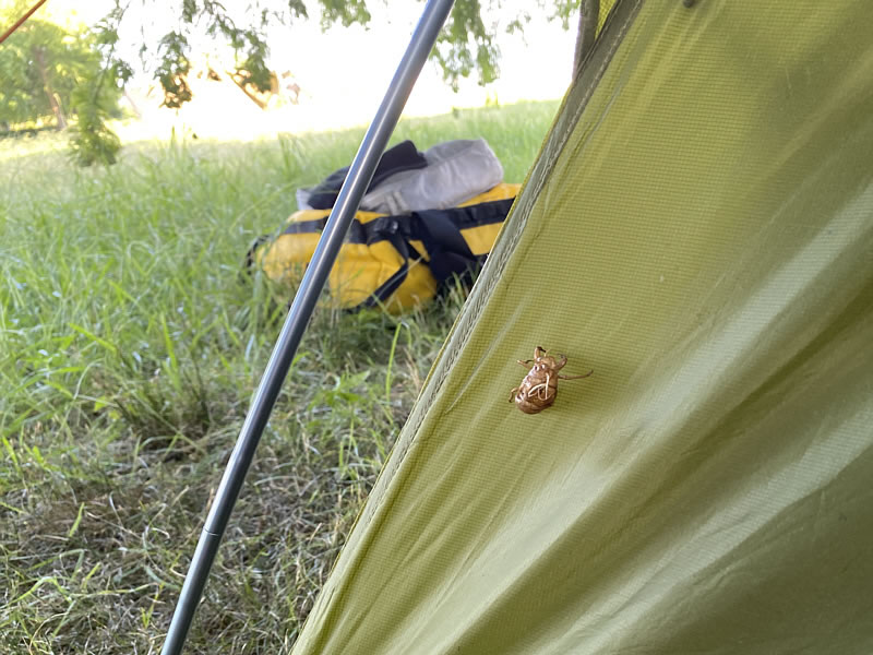 テントについていたセミの抜け殻の画像