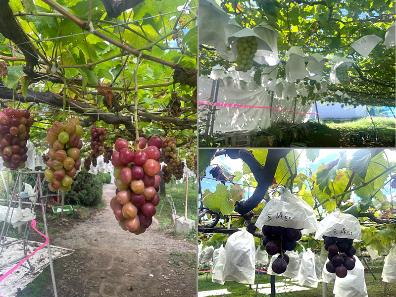 山梨県 フルーツ王国 ブドウ狩り シャインマスカット狩り もも狩り ファミリー農場さの