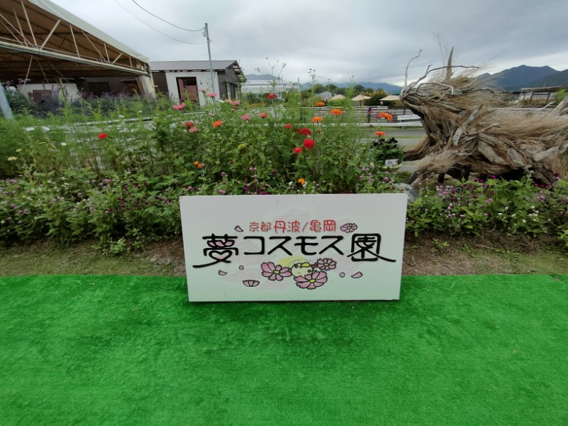 京都丹波/亀岡 夢コスモス園に行きました！