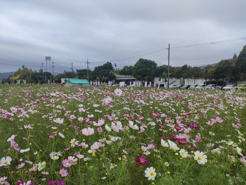 夢コスモス園