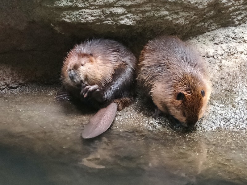 アメリカビーバー