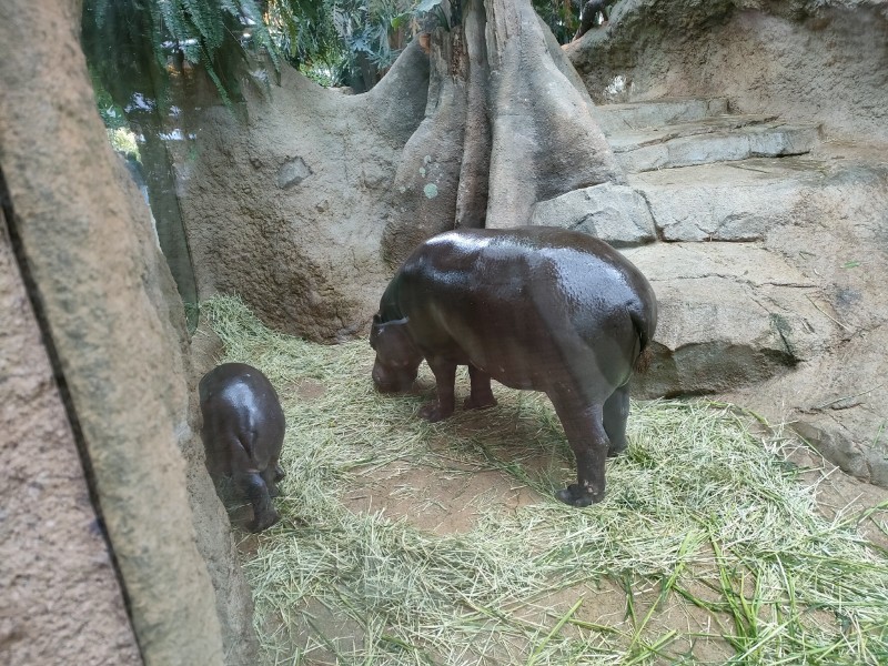 コビトカバの親子