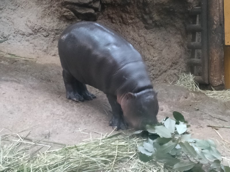 コビトカバの赤ちゃん