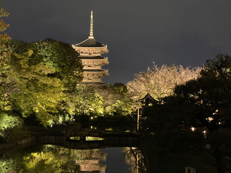 東寺夜桜ライトアップされている五重塔の画像