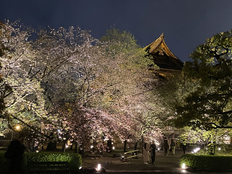 東寺夜桜ライトアップの画像