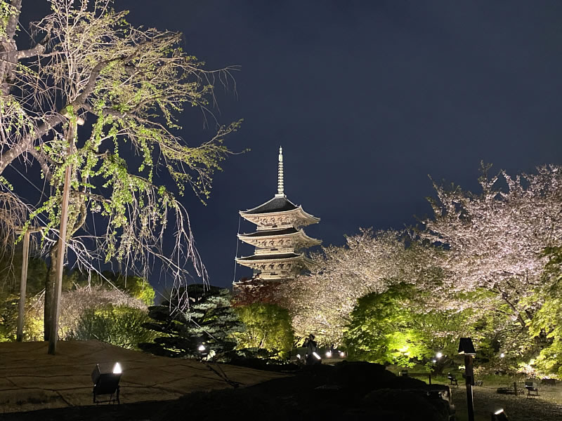 東寺五重塔と桜のライトアップの画像