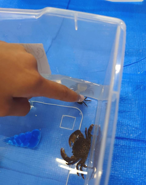 登美ヶ丘イオンモールにて「海の浅瀬のいきもの道場」のイベント サワガニを触れる