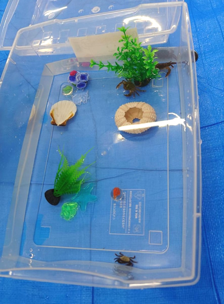 登美ヶ丘イオンモールにて「海の浅瀬のいきもの道場」のイベント サワガニを触れる