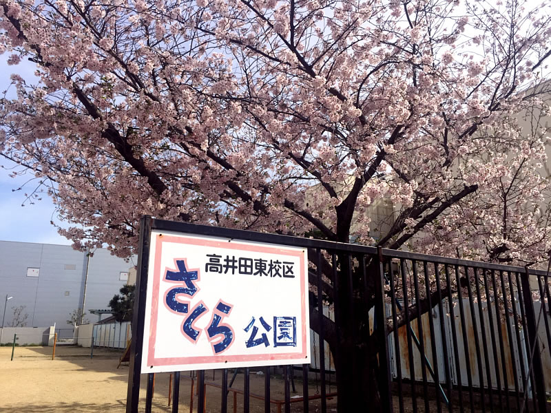 2016年 さくら公園の桜-№1