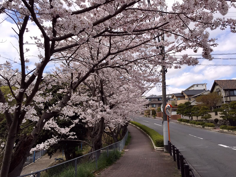 お花見してスイーツの有名店・みやけへ
