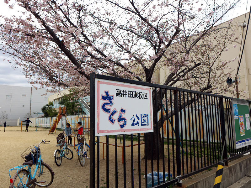 2017年 さくら公園の桜-№2