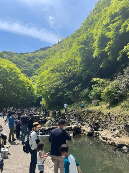 千早赤阪村のマス釣りで大量に釣ってきました