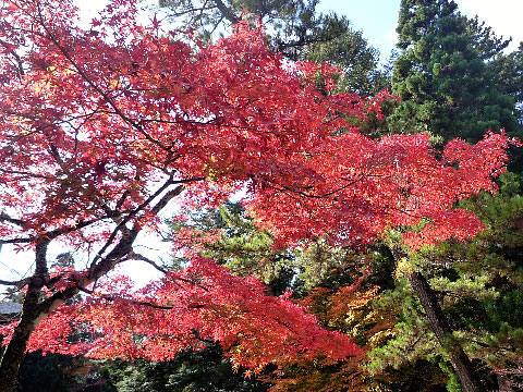 京都の紅葉