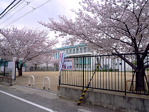 2010年・桜公園の桜
