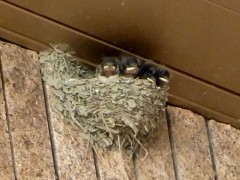 温泉でツバメの巣発見
