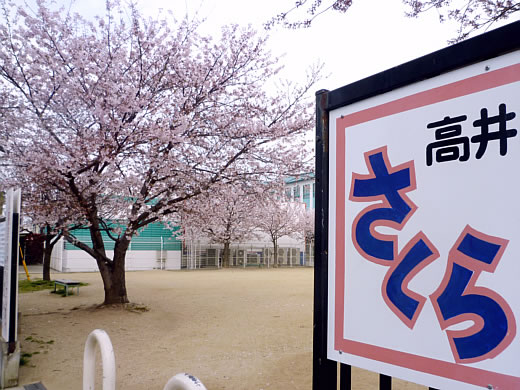 2011年さくら公園の桜-№2