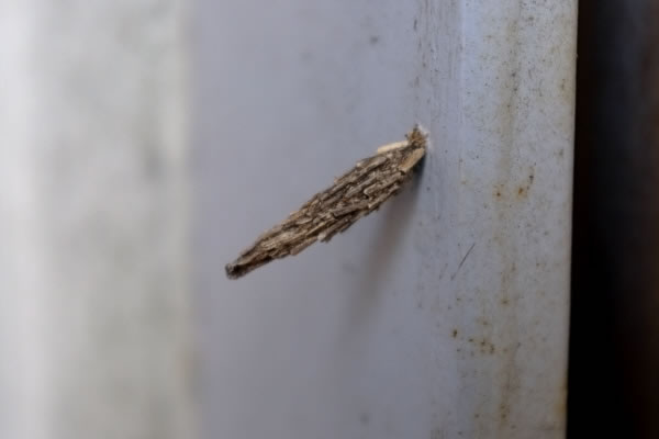 ミノムシ発見！｜ブログ一覧｜球体の製造・加工の専門メーカー｜佐藤